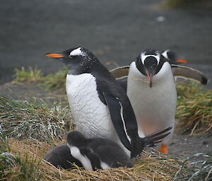 Two adult penguins are close to a grassy nest occupied by two chicks