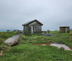 Two older wooden huts have two large elephant seals lying in front of them on the green grass