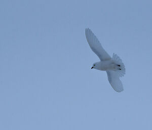 Close up of white bird flying with grey sky background