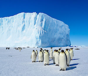 Group of adult emperor penguins with large tabular iceberg behind