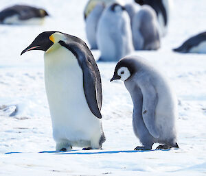 Adult penguin with chick behind both in same stepping stance with slouched 'shoulders'