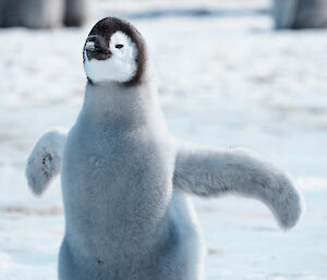 Emperor penguin chick raises up it's flippers