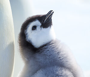 Close up of face of emperor penguin chick