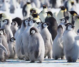 A group of emperor penguin chicks standing together