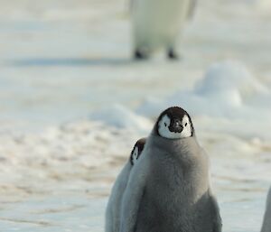 Close up of chubby emperor penguin chick