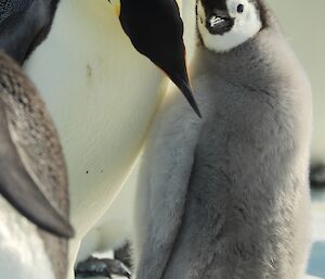 Emperor penguin chick with adult leaning over it's shoulder