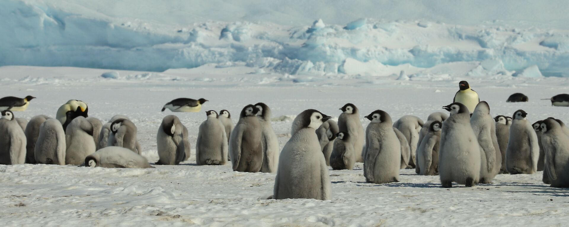 Group of emperor penguin chicks in a long line with icebergs behind