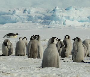 Group of emperor penguin chicks in a long line with icebergs behind