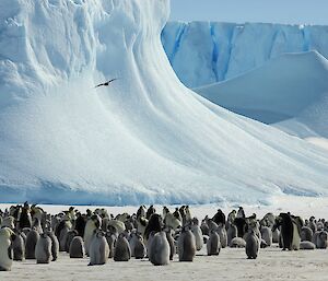 Large group of penguins at the base of an iceberg