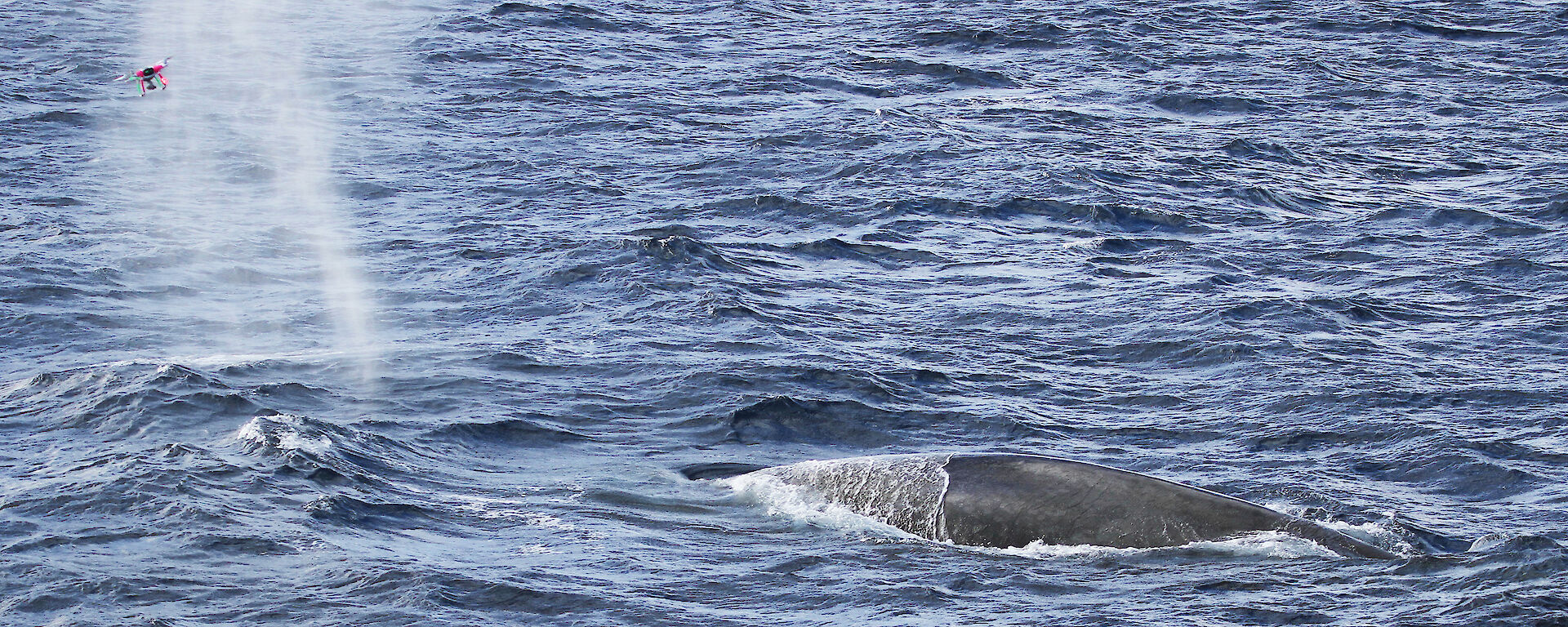 A small drone captures a sample from the blow of a blue whale during research in the Southern Ocean.
