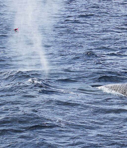 A small drone captures a sample from the blow of a blue whale during research in the Southern Ocean.