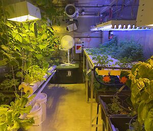 A narrow room lined with hydroponic garden beds where lettuce, herbs and cucumber vines are flourishing. The beds are overhung with heat lamps, and a pedestal fan stands at the back of the room