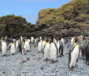 Penguins stand on a grey rocky beach with green grassy tussocks on the hill behind