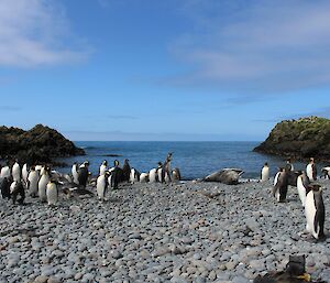 Penguins and a sole seal lie on a rocky grey beach under a blue sky