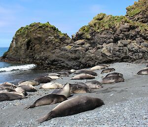 A large group of seals lie on a grey rocky beach