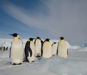 A group of emperor penguins stand looking towards photographer