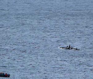 A small boat with tourists aboard watches a pod of whales pass by