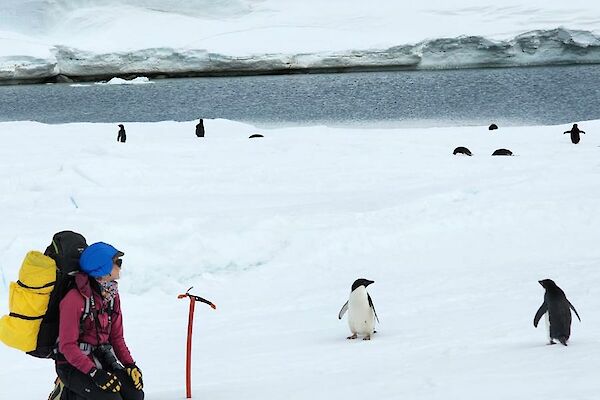 A person with a large back pack kneeling in snow with penguins