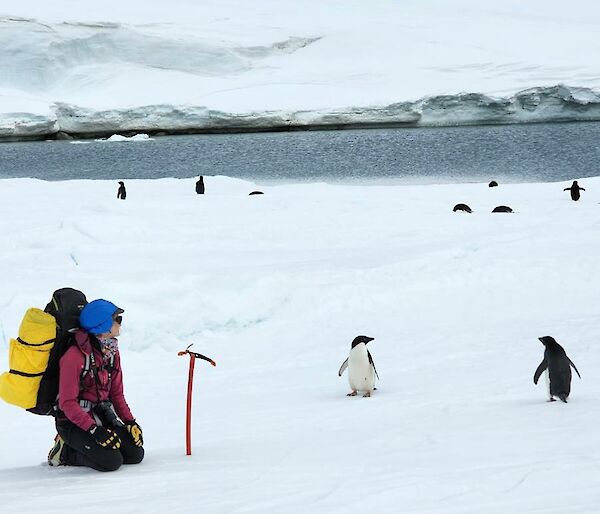 A person with a large back pack kneeling in snow with penguins