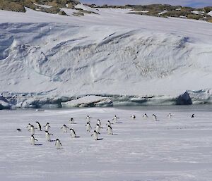 A group of penguins running across snow