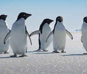 Five small penguins stand in a huddle on the ice in the sun