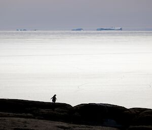 A lone penguin is silhouetted on the rocky edge above the sea ice