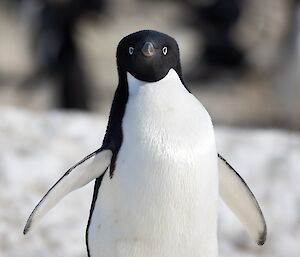 A penguin stares down the camera lense