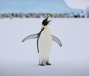 A lone emperor penguin stands with it's wings stretched out and it's mouth open
