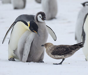 A penguin and chick are threatened by a brown bird