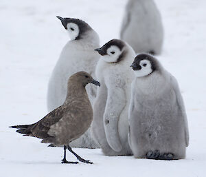 Three penguin chicks are watched by an approaching brown bird