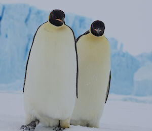 Two large penguins stand on the sea ice