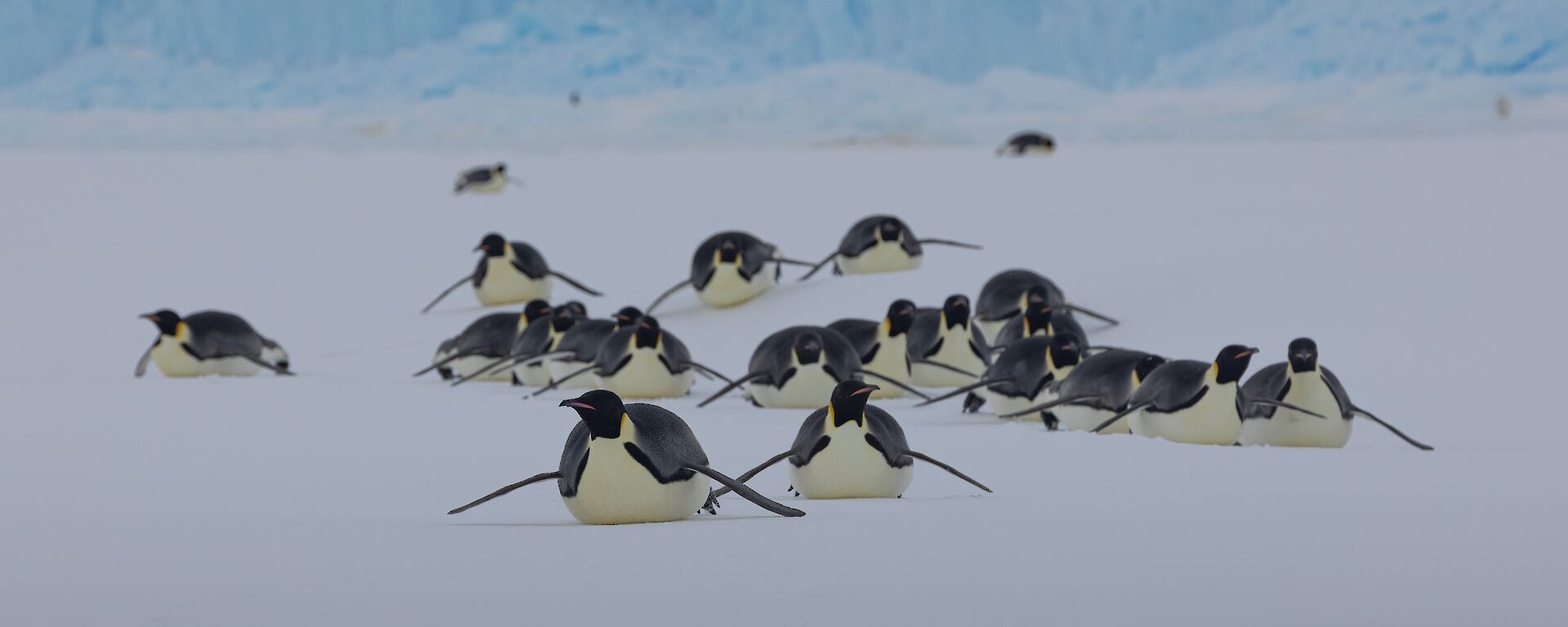 A group of penguins crossing the ice on their stomachs