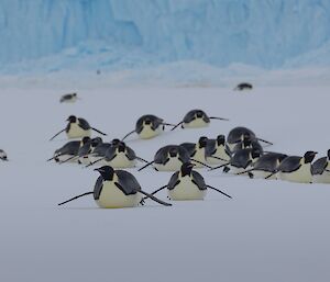 A group of penguins crossing the ice on their stomachs