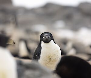 A single penguin is in focus against a grey background
