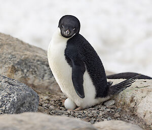 A penguin sits on an egg on a rocky nest