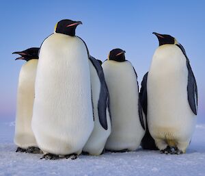 A group of five penguins stand together on the sea ice against a bluey pink sky