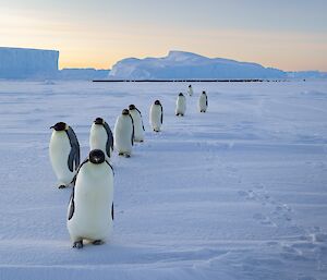 A line of penguins walk across the sea ice with icebergs in the background