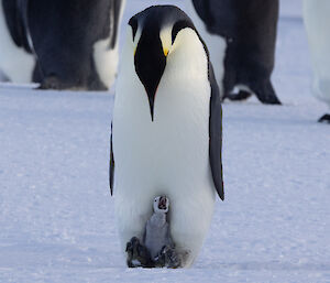 Newly hatched penguin chick sits of the feet of its parent