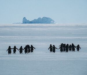 A huddle of penguins show their black backs as they cross the sea ice towards an iceberg