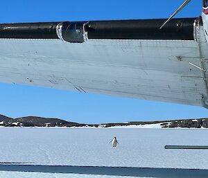 A single penguin wanders near the wing of a plane on the ice
