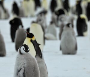 A chubby chick standing on the ice is beginning to lose it's fluffy feathers