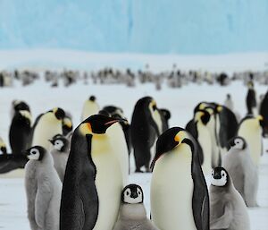 A colony of emperor penguins mingle to protect their chicks
