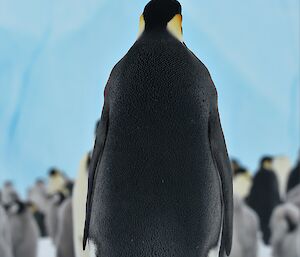 A penguin shows it's shiny black back as it walks across the ice towards other penguins