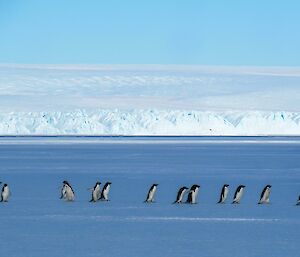 A group of penguins cross the sea ice with shiny white icebergs gracing the distance