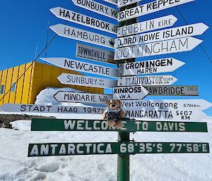 Teddy bear sits on a signpost for Davis station that also has signs for lots of other destinations from around the world