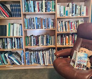 Teddy bear sitting on a brown leather recliner reading a book about the South Pole