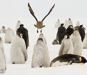 A skua flies through a group of emperor penguins.