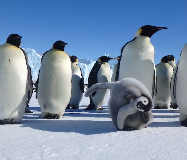 Adult emperor penguins standing beside a fluffy grey chick scratching its head.