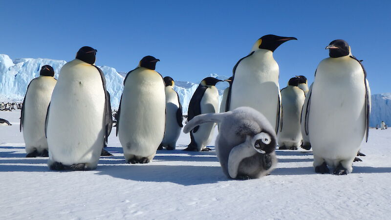 Adult emperor penguins standing beside a fluffy grey chick scratching its head.