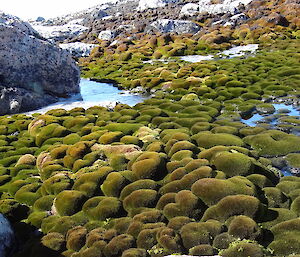 Lush green moss growing around rocks, near shallow pools of frozen water.